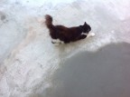 Il mio gatto