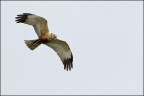 Falco di palude