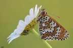 f 16
t 1/8
iso 200
NOKON D7000 SIGMA 150 MACRO
VISIONE HD
http://imageshack.us/a/img29/5460/t2nr.jpg

ps:la composizione  stata ricreata sul campo..
il posatoio  un fiore spontaneo,lo spostamento  stato fatto con tutti gli accorgimenti possibili per nn danneggiare la splendida farfalla...