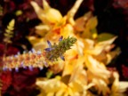 simply flowers