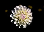 DALIA