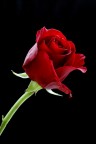 Un'immagine classica di una rosa