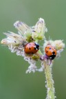 CANON 30D - 100mm
1/45s - f/3,5 - 400iso