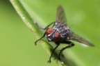CANON 450D - 100mm
1/60s - f/8 - 200iso