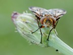 Ritratto di Ectophasia sp...