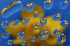 Si moltiplicano i fiorellini gialle nelle gocce d'acqua