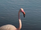 Camargue # 8