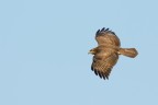 Poiana (Buteo buteo)
