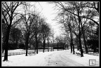 Viale innevato - Parigi