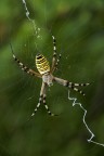 Argiope