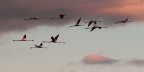 Camargue # 10