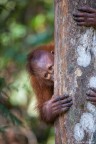 Orang utan fotografato al Semengoh Wildlife Rehabilitation Centre (Borneo).