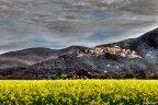 colza