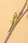 mantide religiosa