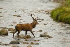 Crossing the river