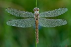 Orthetrum brunneum (Fonscolombe, 1837) (Odonata - Libellulidae) 

www.rossidaniele.com

Canon EOS 7D + Sigma 180mm f/3.5 EX DG HSM Macro
f13 - 1/8 - ISO 100
30.06.2013 ore 6.57
Suggerimenti e critiche sempre ben accetti
[url=http://www.rossidaniele.com/HR/_MG_3444copia-mdc-1500.jpg]Versione HR[/url]