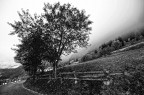 AUTUNNO IN BIANCO E NERO