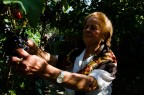 Anziana donna raccoglie grappoli d'uva in costume tipico abruzzese.