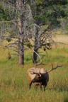 Yellowstone - fauna.