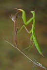 Mantide rampante