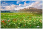 Altra immagine della Piana di Castelluccio di Norcia durante la Fioritura, commenti e critiche ben accetti come sempre