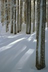 la superficie ondulata della neve nel bosco crea giochi di luce affascinanti

Minolta SRT100X, 28-85/3.5-4.5, Fuji Sensia 100