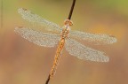 Orthetrum coerulescens (Fabricius, 1798)