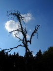 fantasmino