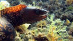 Muraena helena 01