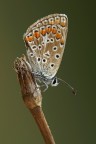 Polyommato