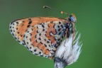 Bagnata fradicia
