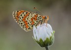 Melitaea didyma...