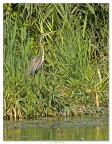 Ardea Purpurea (dalla barca) dedicata a GiGGi