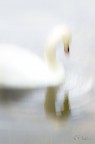 Fluidit e luci nobili, liquide, molli...