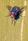 mosca saaaaaalve