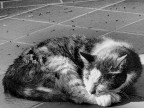 miciona anziana che dorme sempre