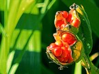 red passion