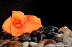 Still life 1