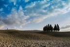 Cipressi