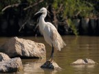 Camargue # 15