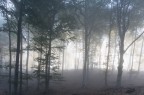 Luci nel bosco