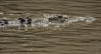 Il coccodrillo, colto mentre con altri "fratelli" cercava il pasto quotidiano nell'east alligator river, era - fino a pochi secondi prima dello scatto - perfettamente mimetizzato (sembrava una roccia bagnata con la capoccetta che spuntava appena fuori dall'acqua melmosa). Appena accortortosi della mia presenza, considerando che ero a ca. tre metri dalla riva del fiume e dunque non raggiungible, ha deciso di spostarsi. Un esemplare bellissimo, ad occhio, di almeno di 4 metri.

DLR