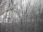 Alberi innevati