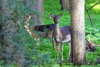 nel bosco