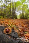 ...Tempo di Castagne...