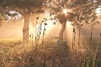 Nebbia di mattina