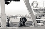 Mastino di mare