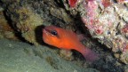 Apnea
Canon PowerShot D20
F/3.9
1/60
ISO 640
Luce flash

Grazie per i commenti...