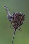 La verticale
