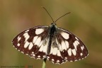 Melanargia galathea (Linnaeus, 1758) (Lepidoptera - Satyridae)

www.rossidaniele.com

Canon EOS 7D + Sigma 180mm f/3.5 EX DG HSM Macro
f16 - 1/60 - ISO 100
30.06.2013 ore 7.34
Suggerimenti e critiche sempre ben accetti
[url=http://www.rossidaniele.com/HR/_MG_3459copia-mdc-1500.jpg]Versione HR[/url]